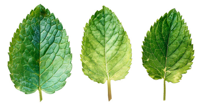 Three leaves are shown in a row, with the middle one being the largest - stock png.