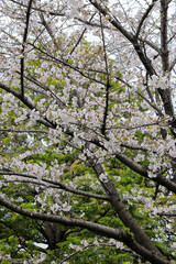 都心散歩　浜離宮恩賜公園　桜の季節