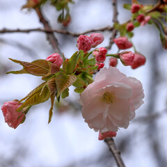 都心散歩　浜離宮恩賜公園　桜の季節