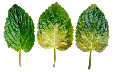Three leaves are shown, one of which is yellow, cut out - stock png.