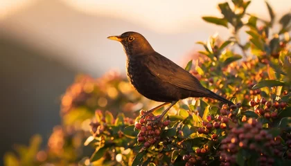 Poster blackbird on cotoneaster bush © Katherine