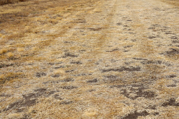 dry summer grass in field