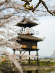Obraz na płótnie Canvas 桜の花と弥生の楼閣