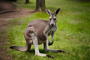 Eastern grey kangaroo in Sunshine Coast, Queensland, Australia