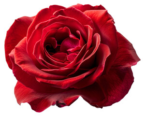 A red rose with a single petal showing, cut out - stock png.