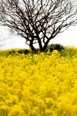 Fototapeta premium 菜の花