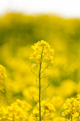 Obraz premium 菜の花