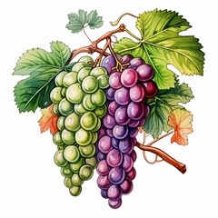 Fototapeta premium A bunch of ripe Orange s, watercolor illustration clipart, 1500s, isolated on white background watercolor tone, pastel, 3D Animator