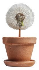 A small flower in a pot with a white stem, cut out - stock png.