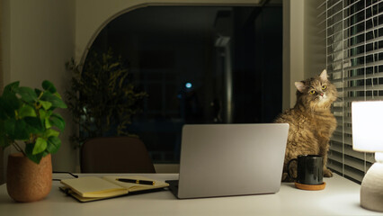Home office. Cut fluffy domestic cat sitting near a laptop on desk in dark room.