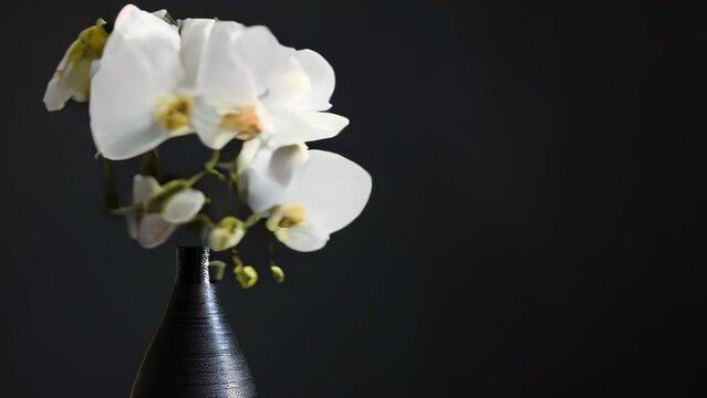 Elegant sprays of pure white moth orchids grace a black vase, the large blossoms' intricate forms and delicate, translucent petals striking against the dark backdrop. 