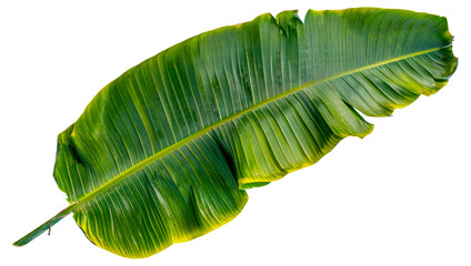 A leafy green plant with a yellowish tint, cut out - stock png.
