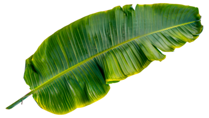 A leafy green plant with a yellowish tint, cut out - stock png.