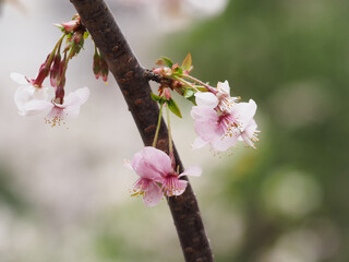 Close-up of cherry blossom tree flowers on a branch.