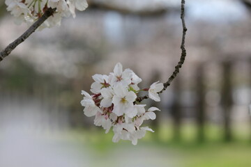 桜の花、ソメイヨシノ
