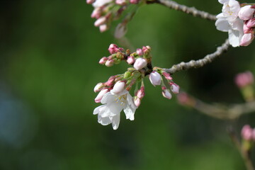 桜の花、ソメイヨシノ