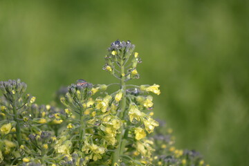 ブロッコリーの花と水滴