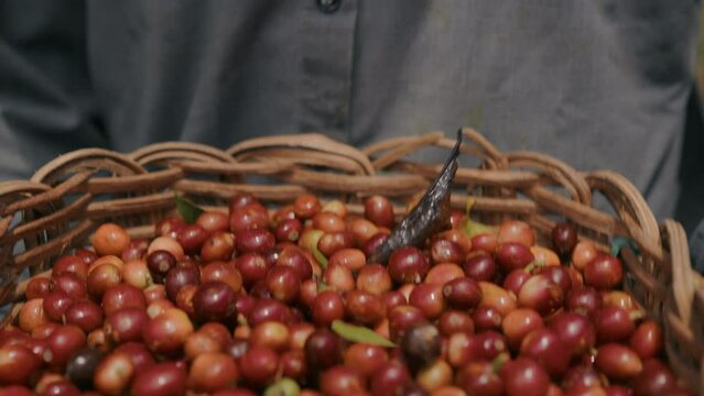 Closeup shot of coffee berries in a basket