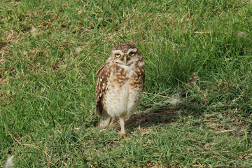 The rabbit owl, or cave owl is a bird of the owl genus of the owl family