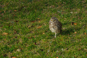 The rabbit owl, or cave owl is a bird of the owl genus of the owl family