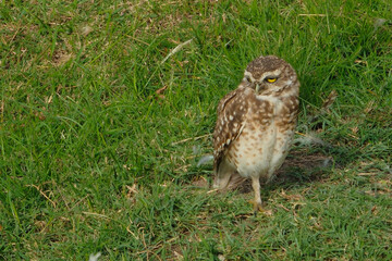 The rabbit owl, or cave owl is a bird of the owl genus of the owl family