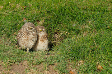 The rabbit owl, or cave owl is a bird of the owl genus of the owl family