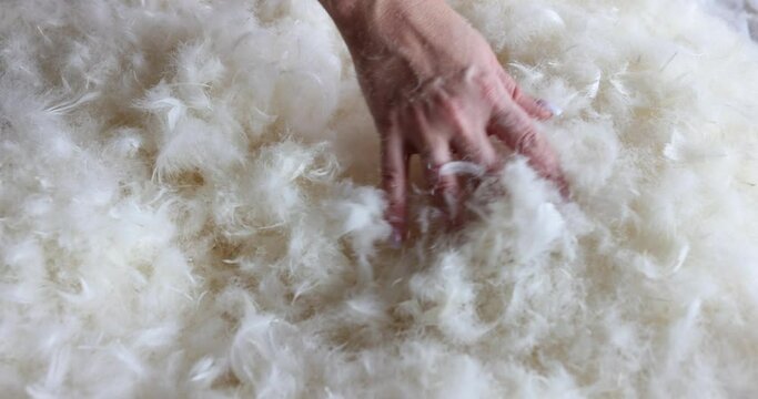 Test for the softness of a blanket made from white goose feathers and down