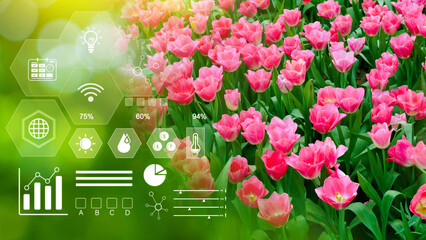 Field of colorful tulips, blooming flowers with infographics, Smart farming and precision...