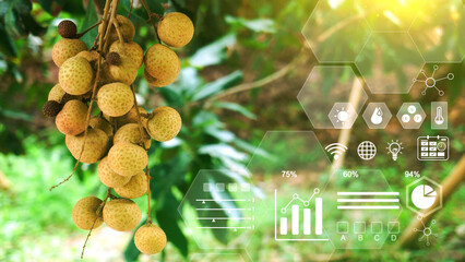 Longan orchards fruit with infographics, Smart farming and precision agriculture 4.0 with visual...