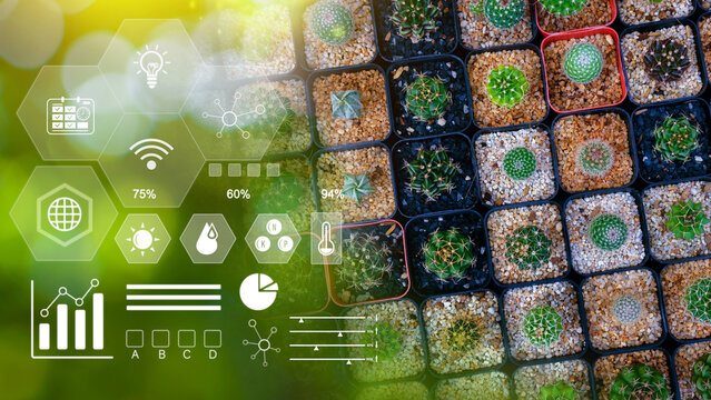 Miniature succulent cactus with infographics, Smart farming and precision agriculture with visual icon, digital technology agriculture and smart farming concept.