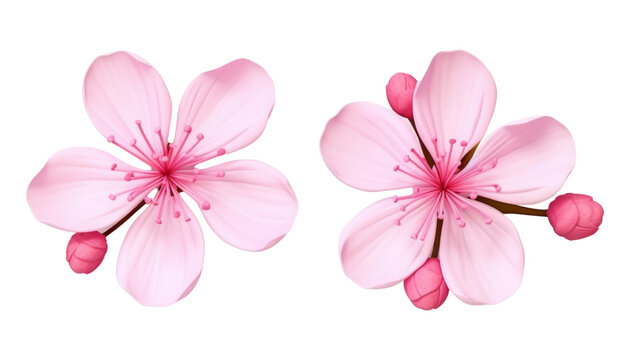 pink flowers top view isolated on transparent background cutout