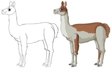 Naklejka premium Vector illustration of a llama, outlined and colored