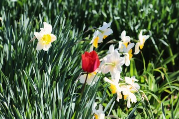 Vibrant red tulip amidst daffodils