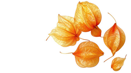 Physalis isolated on transparent white background
