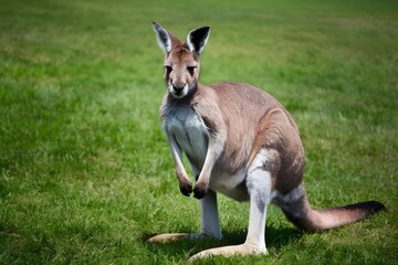 showcasing the beauty and majesty of kangaroos