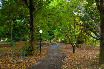 Park pathway running and walking in city tree forest green park