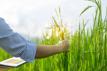 A person is holding a clipboard with a picture of a field of rice on it, Using smart farm...