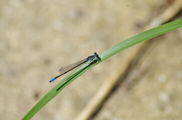 日本のトンボ（クロイトトンボ） © 直樹 市村