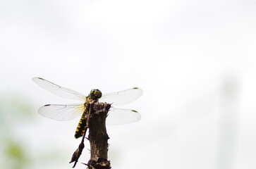 日本のトンボ（ハラビロトンボ）、日本国内の地域によっては数が激減している。