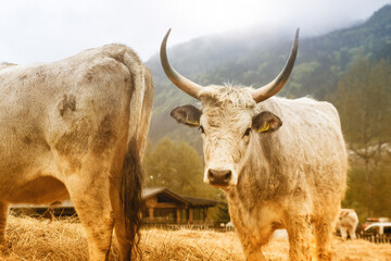 Hungarian grey cattle on animal farm