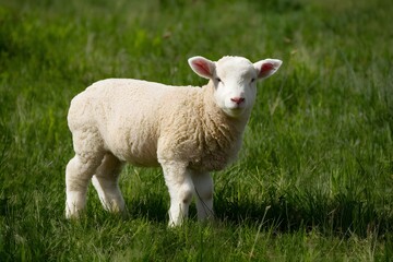 Naklejka na ściany i meble Woolly lamb enjoying lush green meadow in pastoral setting