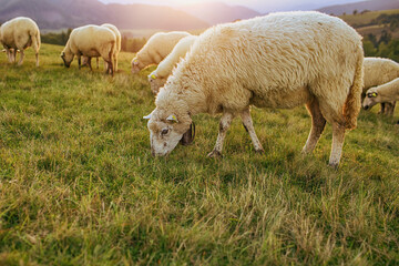 Sheep on green pasture on mountain slope.