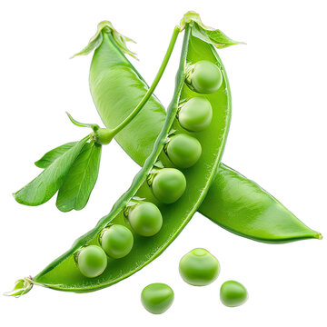 recommend clip art: fresh peas illustration clip art png isolated on white background