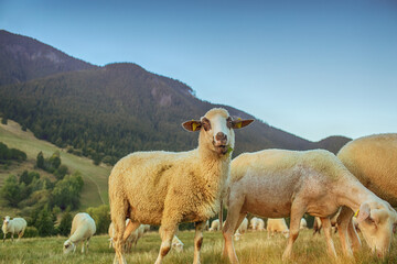 Obraz premium Sheep on green pasture on mountain slope.