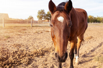 Fototapeta premium Portrait of a horse on the ranch.High quality photo.