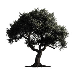 Isolated Ebony Tree on a transparent background, PNG format