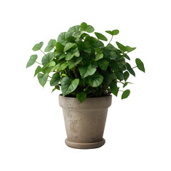 Isolated English Ivy Flowerpot Plant on a transparent background, PNG format