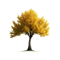 Isolated Ginkgo Tree on a transparent background, PNG format