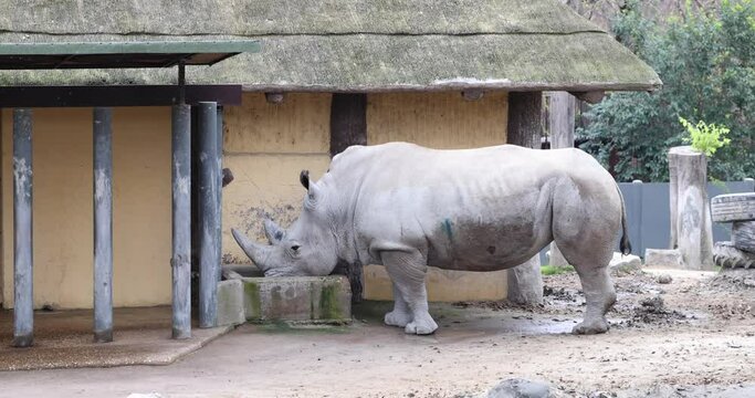 Big gray rhinoceros drinking water at the zoo