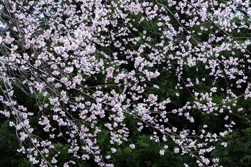 桜の屏風